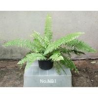 ราคา เฟิร์นบอสตันด่าง เฟิร์นหินอ่อน Nephrolepis exaltata (L.) Schott cv. Bostoniensis Variegata (28562834840)