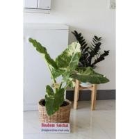 ราคา บอนกระดาดด่างขาว (Alocasia macrorrhizos) (9477861315)
