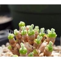 ราคา AAAเมล็ดพันธ์ุ”หูกระต่าย” (Monilaria Obconica)พร้อมปลูก 30เมล็ด (26387671200)
