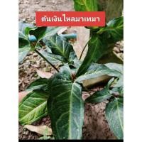 ราคา ต้นเงินไหลมา ไม้มงคลเสริมทรัพย์ไหลมา เทมา (จัดส่งต้นเหง้าพร้อมราก) (42473966228)