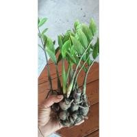 ราคา ต้นกวักมรกตไม้มงคลไม้เพิ่มพูนทรัพย์ไม้ฟอกอากาศ (53954713836)