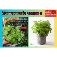 ราคา ต้นเลมอนบาล์ม Lemon barm ออแกนิก สะระแหน่ฝรั่ง ชาสมุนไพร เครื่องเทศ โรสแมรี่ ไทม์ ผักสลัด ต้นไม้ ต้นกล้า เมล็ดพันธุ์ (43252512597)