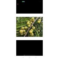 ราคา ต้นมะขามป้อมเพาะเมล็ดขายเป็นชุด 4 ถุง 100 บาท (24384426944)