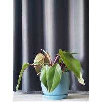 ราคา ต้นโชคเก้าชั้นเรดคองโก (3067459245)