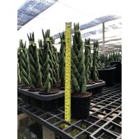 ราคา ว่านงาช้างต้นถักเปีย (7948219262)