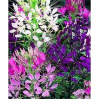 ราคา เมล็ดพันธุ์ดอกเสี้ยนฝรั่งคละสีขาวม่วงชมพู3สีบรรจุ150เมล็ด (8345621312)