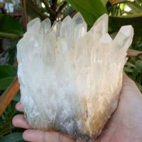 ราคา เขี้ยวหนุมานธรรมชาติ (6316334542)