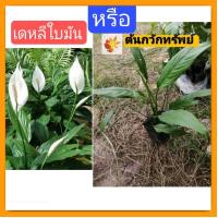 ราคา ต้น​กวัก​ทรัพย์​ ต้นเดหลีใบมัน​ ต้นเดหลี​ เดหลีใบมัน​ เดหลี​ หรือ​ กวัก​มงคล​ (16393217247)