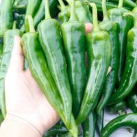 ราคา 100เมล็ด/ซอง Green Long Chilli Seeds Organic Vegetable Seed Live Plants เมล็ดพริกยาว เมล็ดพริกยาว เมล็ดพันธุ์พริกยาวโจลอ (41021290411)