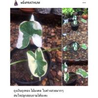 ราคา ถุงเงินถุงทอง ไม้มงคลใบด่างสวยมากๆ (11933843059)