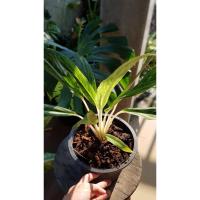 ราคา Aglaonema sp. : sang ngeon อโกลนีมา : สั่งเงิน กระถางขนาด 5 นิ้ว (5574031601)