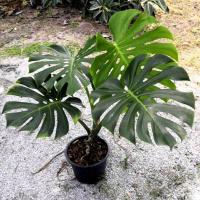 ราคา มอนสเตอร่า ไจแอนท์/Monstera Giant/มอนยักษ์‍♂️ (15665641932)