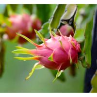 ราคา แก้วมังกรสีแดง แก้วมังกรสีขาว 2 ถุง ส่งแบบถุงชำพร้อมดิน K01 (29131337118)