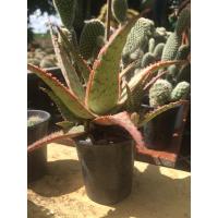 ราคา Aloe hybrid, Aloe minniebel ฮาโวเทียม้าเวียน Harworthia limifolia Marloth ฮาโวเทียหยดน้ำ (29101057856)