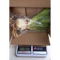 ราคา ต้นพลับพลึง พลับพลึงขาว ส่งเป็นหัวติดราก (11105837758)