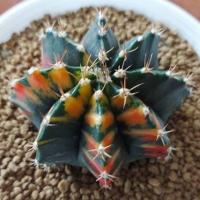 ราคา Cake Cactus Farm กระบองเพชร Gymnocalycium mihanovichii variegated ' orange tiger ' ยิมโนด่างส้มแดง ลายสวย (3624507462)