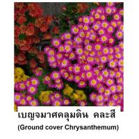 ราคา มีเก็บเงินปลายทาง/ เมล็ดดอกเบญจมาศ คละสี สีขาว สีชมพู สีเหลืองจำนวน 100 เมล็ดราคา 15 บาท ดอกเบญจมาศคลุมดินพร้อมส่งทันที (9968703140)