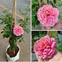 ราคา (ขาย ต้นพันธุ์) ต้น ดอก กุหลาบเลื้อย สีชมพู กุหลาบ ภูษณิศา (8608489171)