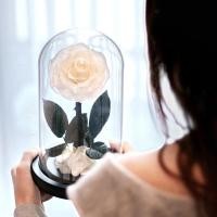 ราคา ‼️ซื้อใน live ลด 20%‼️ Preserved Rose Flower สีขาว ดอกกุหลาบอมตะ กุหลาบในโหลแก้ว สวยสดนาน5ปี พร้อมกล่องของขวัญวาเลนไทน์ (21931612192)