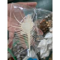 ราคา เปลือกหอยสังข์หนามหรือสังข์หวี ขนาด4-5นิ้ว เปลือกหอยแท้ธรรมชาติ (22686690295)