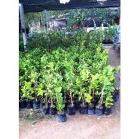 ราคา ต้นมะนาวแป้นพิจิตร 1 ต้น 79 บาท ลงปลูกได้เลยรากเดินดี มีกลิ่นหอม “ผล” กลมแป้น ผลมีขนาดใหญ่ (21642936076)