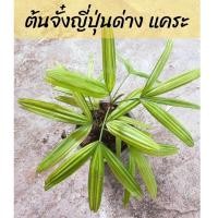 ราคา ต้นจั๋งญี่ปุ่นด่างแคระ กระถาง 6 นิ้ว ต้นจั๋งใบด่าง ต้นไม้ด่าง ต้นไม้ฟอกอากาศ ต้นจั๋งแคระ จั๋งญี่ปุ่นแคระ จั๋งด่าง ใบด่าง (12320213835)