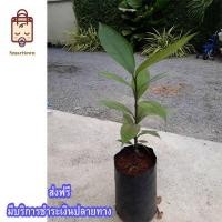 ราคา ต้นมังคุดเสียบยอด จำนวน 1 ต้น (2322645190)
