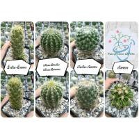 ราคา กระบองเพชร/แคคตัส สายมงคล : นิ้วเงิน-นิ้วทอง กลีบมะเฟืองเงิน-กลีบมะเฟืองทอง เข็มเงิน-เข็มทอง ถังทอง (9964528856)