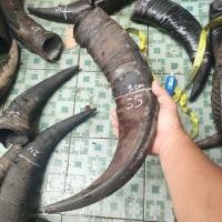 ราคา เขาควายแข็ง 35-39 ซม (26942485332)