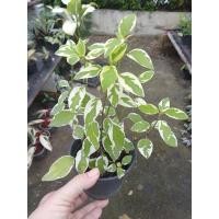 ราคา บุษบาพารวยไม้มงคลกระถาง4นิ้วต้นในรูป (12341243771)