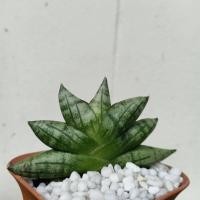 ราคา งาช้างแคระบอลเซล (Sansevieria boncellensis) อยู่ในพืชสกุลลิ้นมังกร (Sansevieria) , (19150695170)