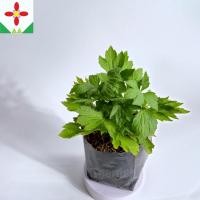 ราคา ต้นจิงจูฉ่าย จิงจูฉ่าย แตกรากแล้ว ผักสวนครัว (53601874851)