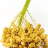 ราคา เมล็ดอินทผาลัม 10 เมล็ด สายพันธุ์คาลาส Seeds Khalas เมล็ดแท้จากต้นเพาะเนื้อเยื้อ (13168220325)