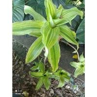 ราคา ต้นวาสนาเลื้อยหรือหาบเงินหาบทองด่างขาว (22909325587)