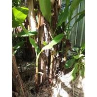 ราคา หน่อกล้วยไข่ กล้วยไข่ ขุดสดจากสวน (14806472353)