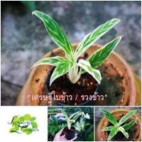 ราคา ต้นอโกลนีมา (Aglaonema) เศรษฐีใบข้าว / รวงข้าว ต้นไม้มงคล ไม้ใบ (16508709198)