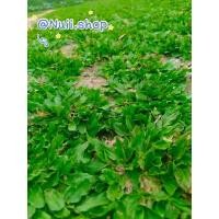 ราคา หญ้าไทเป ชุด6ตารางเมตร (หญ้าล็อตใหม่) (12647539850)