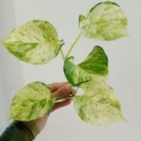ราคา พลูแอปเปิ้ล Epipremnum aureum Manjula 1 กิ่ง พลูด่าง (44322950519)