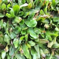 ราคา หญ้าไทเป 10 ตารางเมตร (5กก.) (49851676973)