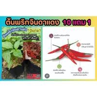 ราคา ต้นพริกจินดาแดง .ขี้หนูสวน ต้นพริกกะเหรี่ยง เม็ดยาว ผักสวนครัว พริกจินดาแดง ผักสมุนไพรไท น้ำพริก ต้นกล้า เมล็ดพันธุ์ไม้ (27456766070)