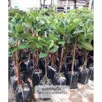 ราคา กิ่งทาบขนุนแดงสุริยา(ต้นส่งสูง70-80ซม.) (24268123267)