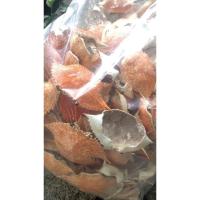 ราคา กระดองปูตากแห้ง (100 กระดอง/แพ็ค) size : m (3659444891)