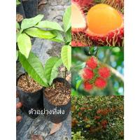 ราคา (1ต้น)(เพาะเมล็ด) #เงาะสีทอง ลูกใหญ่เมล็ดเล็ก รสเปรี้ยวอมหวานแฮปปี้ (20220085666)