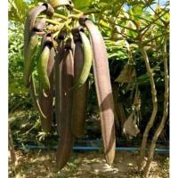 ราคา ต้นเพกาหรือต้นลิ้นฟ้า พันธุ์เตี้ย (27651234549)