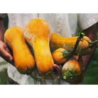 ราคา เมล็ดพันธุ์ฟักทอง 'บัตเตอร์นัท ออเรนจน์ สควอช'(Butternut Orange Squash Seed)บรรจุ 10 เมล็ด ของแท้คุณภาพดี ราคาถูก นำเข้า (19588746029)