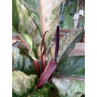 ราคา โชคเก้าชั้นด่างลายชมพู#หน้าวัวใบ#โชคเก้าชั้นด่าง (8369578736)