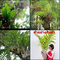 ราคา (ขาย ต้นพันธุ์) ต้น เฟิร์น เฟิร์นกระแต กระแตไต่ไม้ ต้นกระแตไต่ไม้ สวนและบ้าน (13243610778)