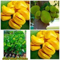 ราคา (ขาย ต้นพันธุ์) ตัน #ต้นขนุนทวายปีเดียว ต้นขนุนทวายปีเดียว ขนุน ทวายปีเดียว เบนซ์ (4460362835)