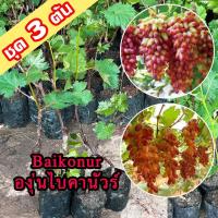 ราคา 3 ต้นองุ่น Baikonur ต้นพันธุ์องุ่นไบคานัวร์เสียบยอดยอดสูง 40-60 ซม. ต้นองุ่น Baikonur ต้นองุ่นเสียยอด (54851838966)