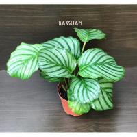 ราคา คล้าใบตอง (Calathea Orbifolia) (3005352790)
